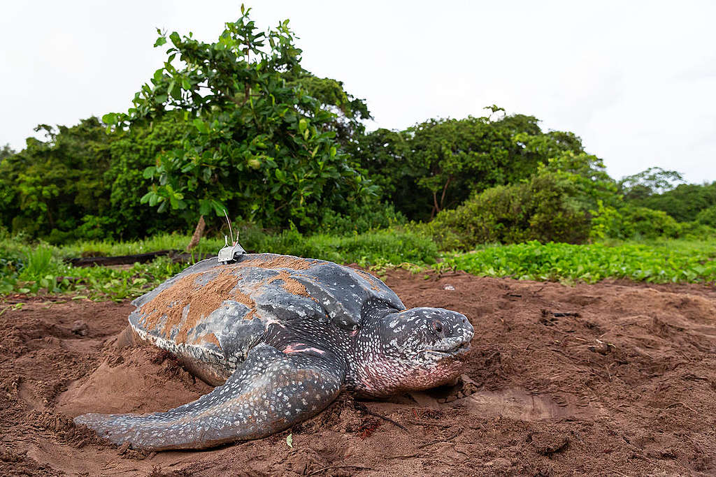 一隻裝上追蹤器的稜皮龜。海龜會游上數千公里，找到最佳地點來築巢及覓食。 © Jody Amiet / Greenpeace