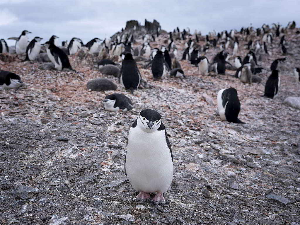 南極頰帶企鵝看似密密麻麻，綠色和平最新研究卻發現其數目驟減高達77%。 © Abbie Trayler-Smith / Greenpeace