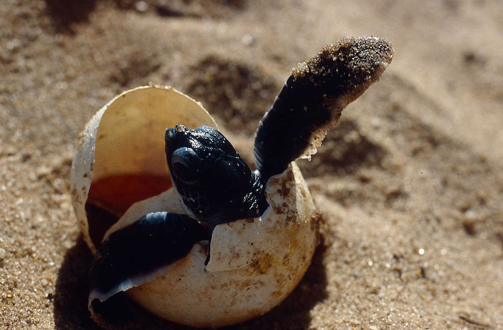 一隻法屬圭亞那沙灘上的稜皮龜寶寶剛破殼而出。 © Greenpeace / Jacques Fretey