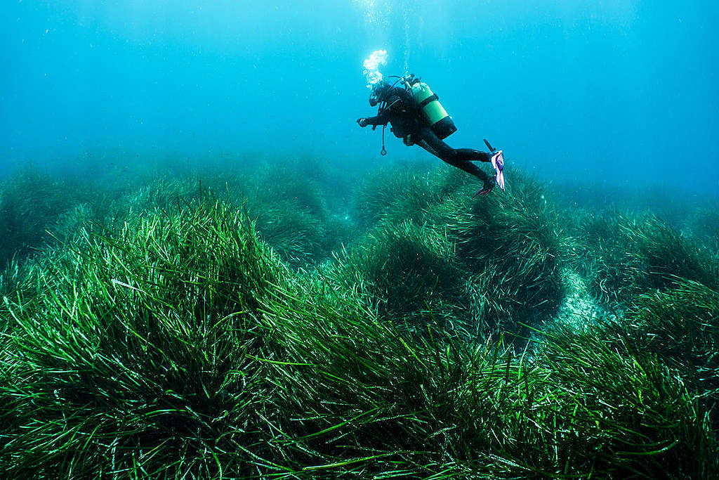 地中海的大洋海神草（Posidonia Oceanica）為「藍碳」生態系重要的一環，能儲存碳長達數千年，協助減緩氣候變遷。 © Egidio Trainito / Greenpeace