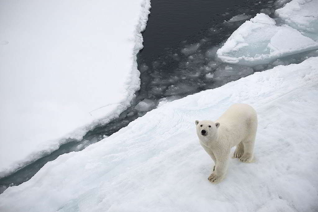 守護北極熊僅餘的立冰之地，也是守護您我共享的地球家園。 © Daniel Beltrá / Greenpeace