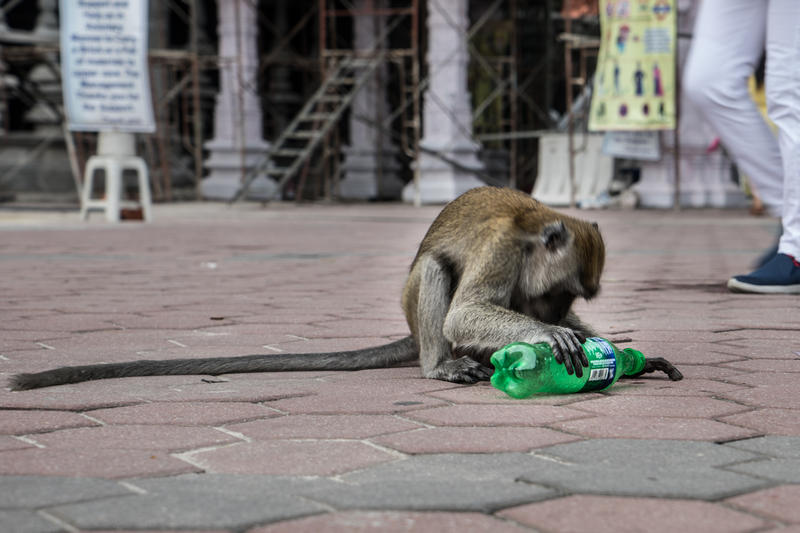 在馬來西亞雪蘭莪景點黑風洞，猴子從垃圾桶抽出遊客帶來的膠樽把玩。© Han Choo / Greenpeace