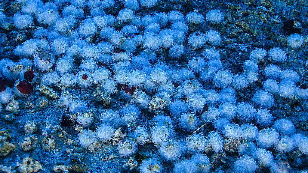 亞馬遜珊瑚礁的海膽。 © Greenpeace