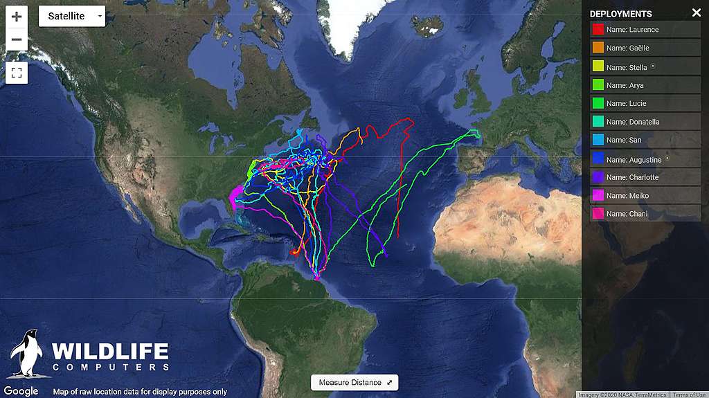 點擊查閱互動地圖，看看研究中10隻海龜的移動路線。（*Gaëlle及Laurence並未列入報告） © Greenpeace