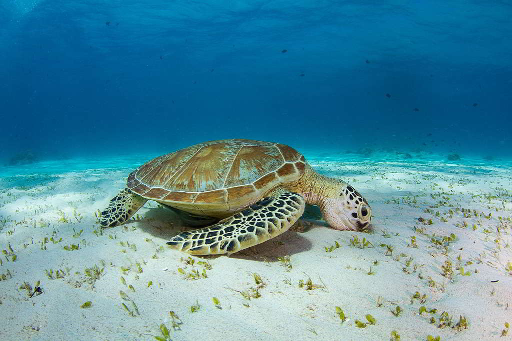 菲律賓巴拉望海裡吃海草的海龜。 © Steve De Neef