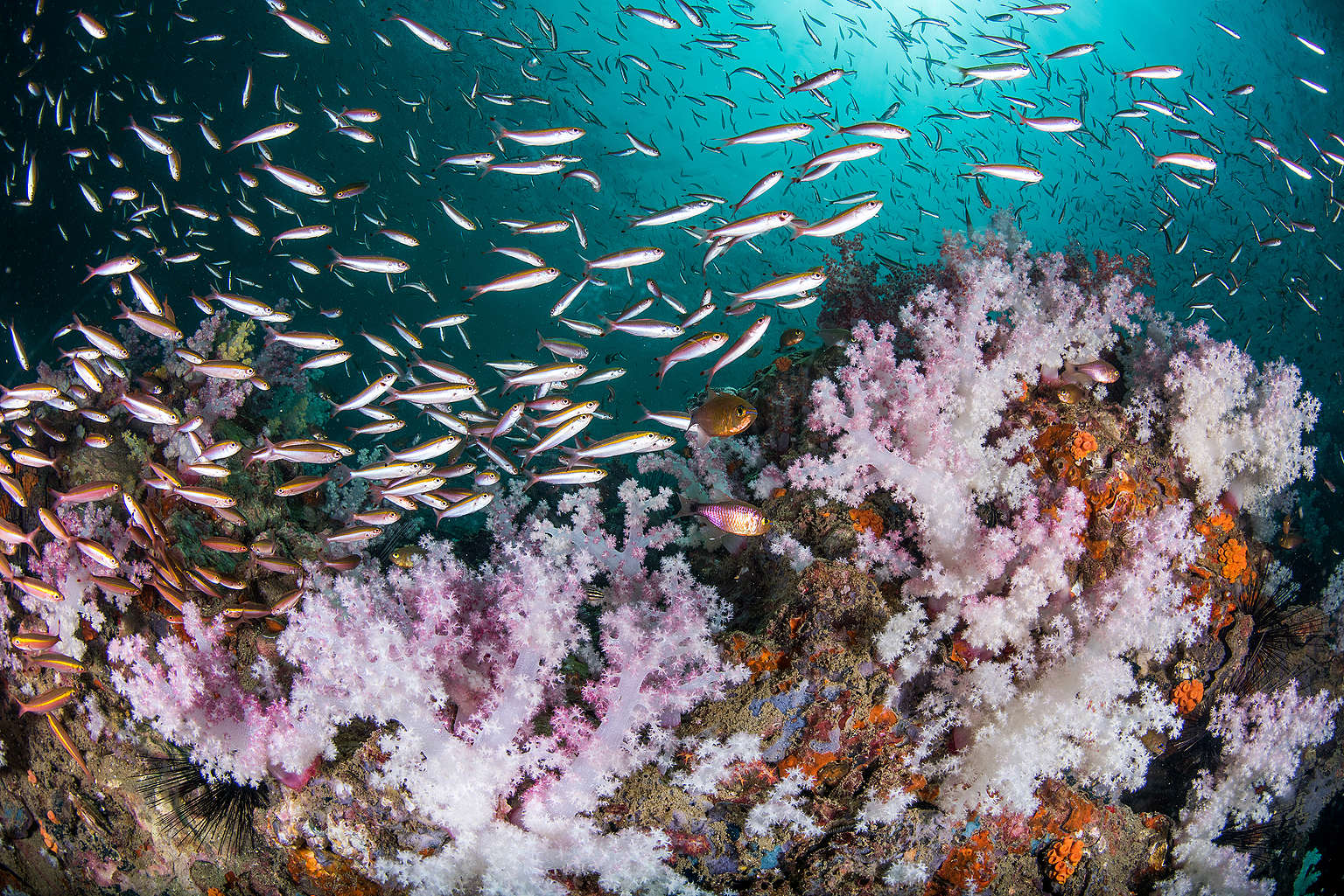 泰國安曼海的珊瑚礁。 © Sirachai Arunrugstichai / Greenpeace