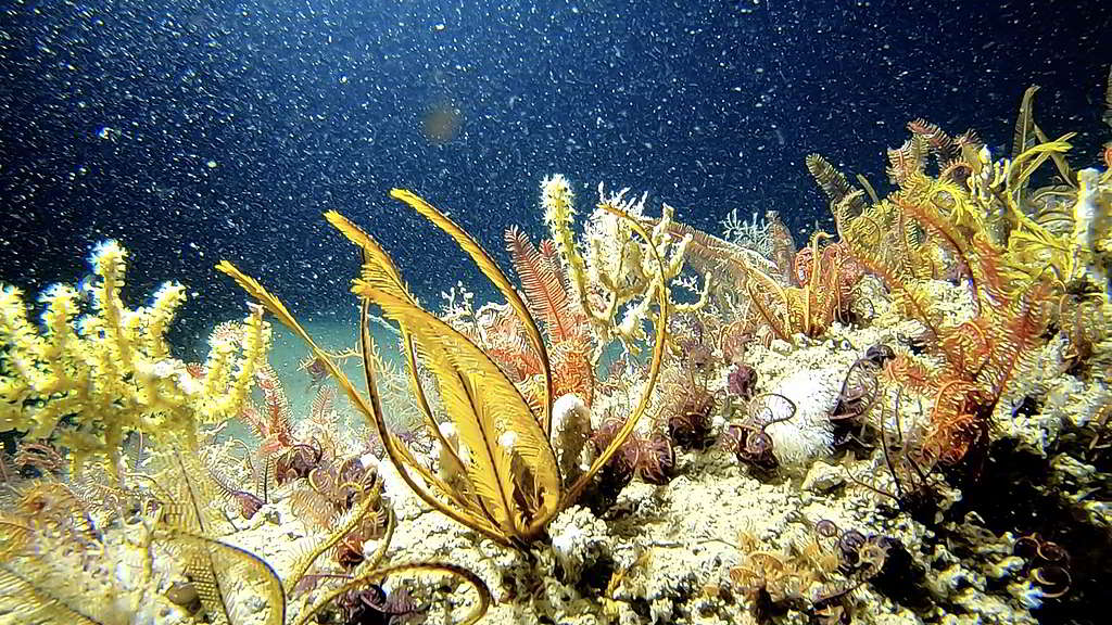 亞馬遜珊瑚礁這個生態寶庫近年才為人熟悉，可見大自然驚喜不絕！ © Alexis Rosenfeld / Olivier Bianchimani / Greenpeace