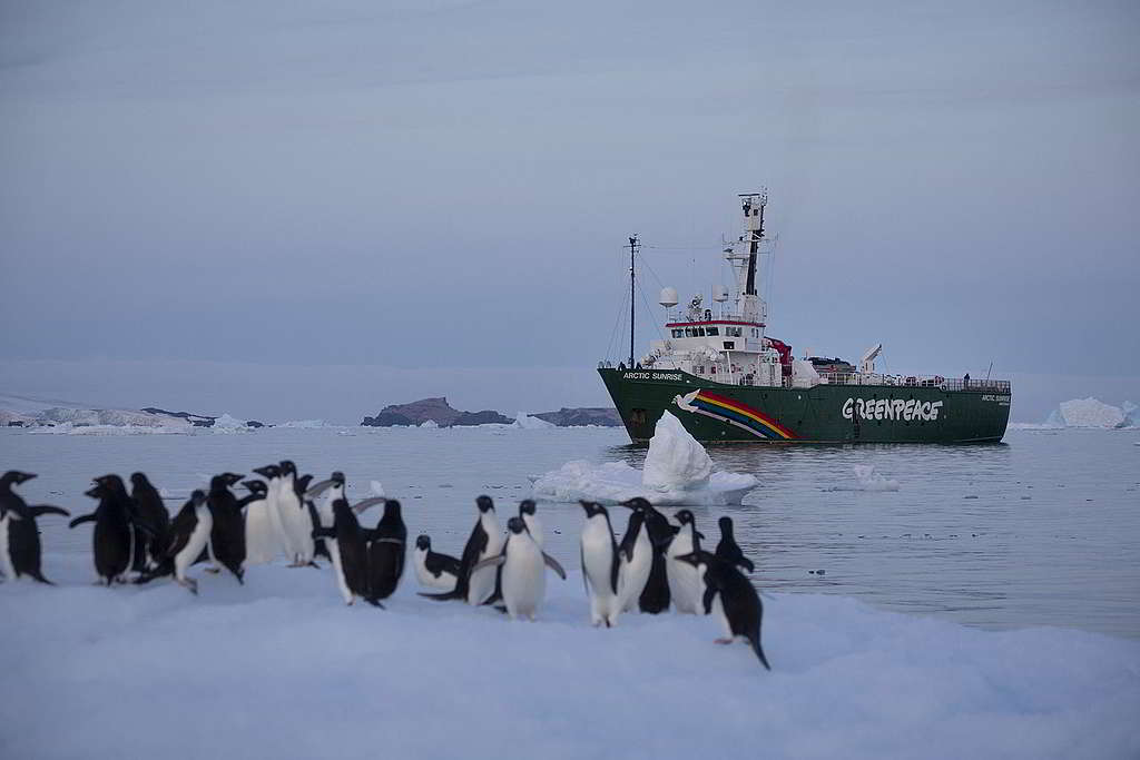 小豚年初隨極地曙光號到訪南極，進行企鵝普查、採集水樣本研究化學品污染等一系列工作。 © Abbie Trayler-Smith / Greenpeace