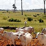 Ricardo Franco州立公園的牛群。 © Ednilson Aguiar