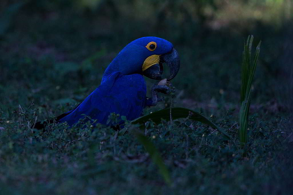 紫藍金剛鸚鵡（Hyacinth Macaw）有著威武名字，面對步步進迫的農業擴張與非法伐林卻束手無策。 © Victor Moriyama