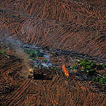 今年燒得更嚴重！亞馬遜森林毀林警報創下13年新高！