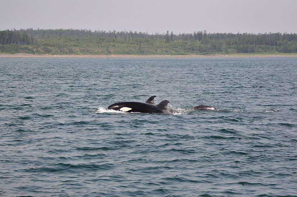 2019年8月6日，第三批獲救的殺人鯨經歷5日拯救行動，終於回到鄂霍次克海原居地；綠色和平俄羅斯辦公室全程以獨立第三方身份觀察，確保鯨魚健康歸家。 © Greenpeace