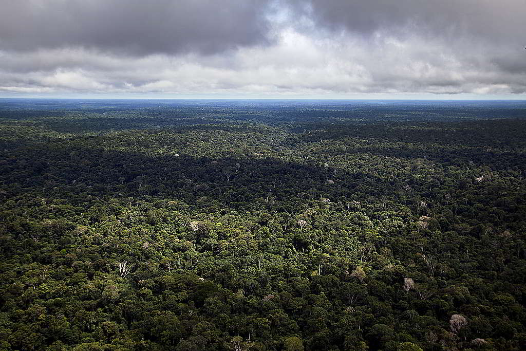 全球森林對維持地球生態健康、平衡氣候扮演重要角色，但近年亞馬遜雨林因政府與企業堅持經濟優先，深陷過度砍伐與毀林危機。 © Marizilda Cruppe / Greenpeace