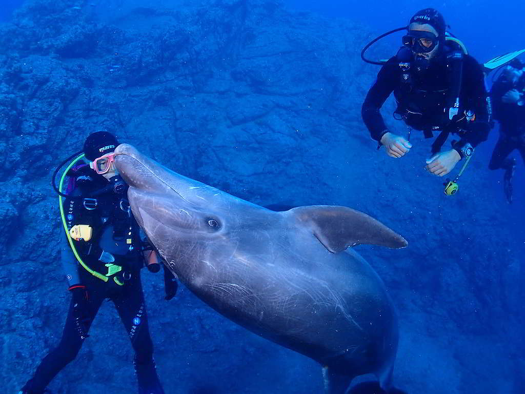 一次墨西哥潛水之旅期間，海豚突然游上前來作伴，令Stephen驚喜萬分。 （照片由受訪者提供）