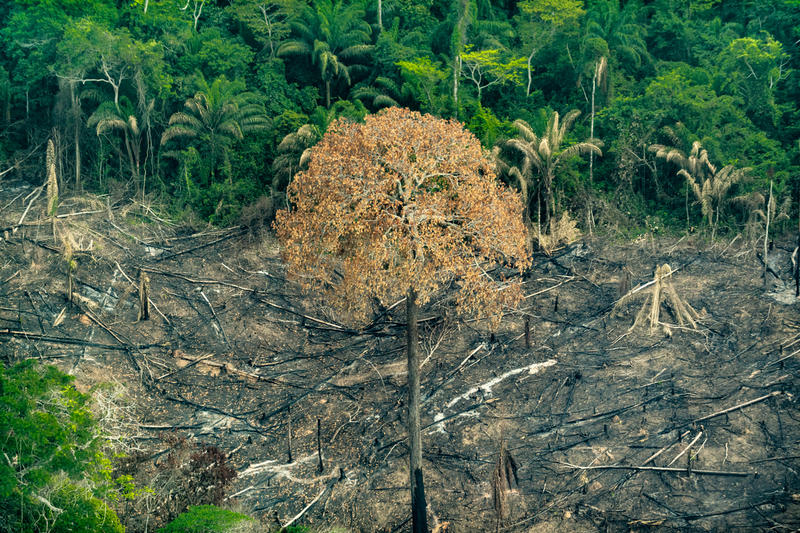 照片攝於2019年9月，綠色和平記錄了亞馬遜河帕拉州的非法伐木與毀林行為，背後農業擴張為一大原因。© Fábio Nascimento / Greenpeace