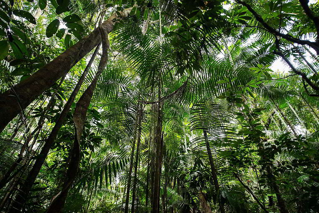 亞馬遜雨林是生物多樣性豐富的熱帶森林，但近幾年被大規模砍伐與焚燒，破壞原有生態。© Valdemir Cunha / Greenpeace