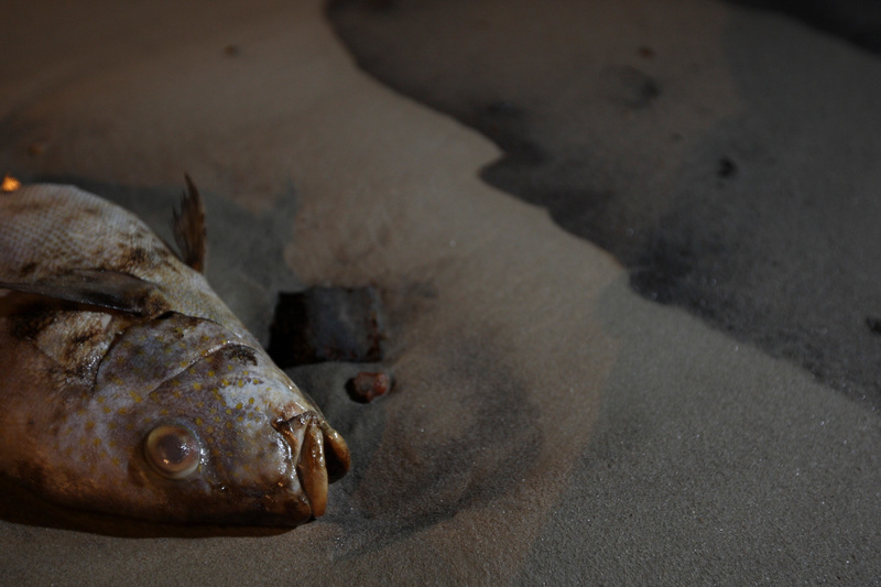 於2013年，泰國羅勇府奧普爾海灘發生大型漏油事故，無數海洋生物受影響。© Roengrit Kongmuang / Greenpeace
