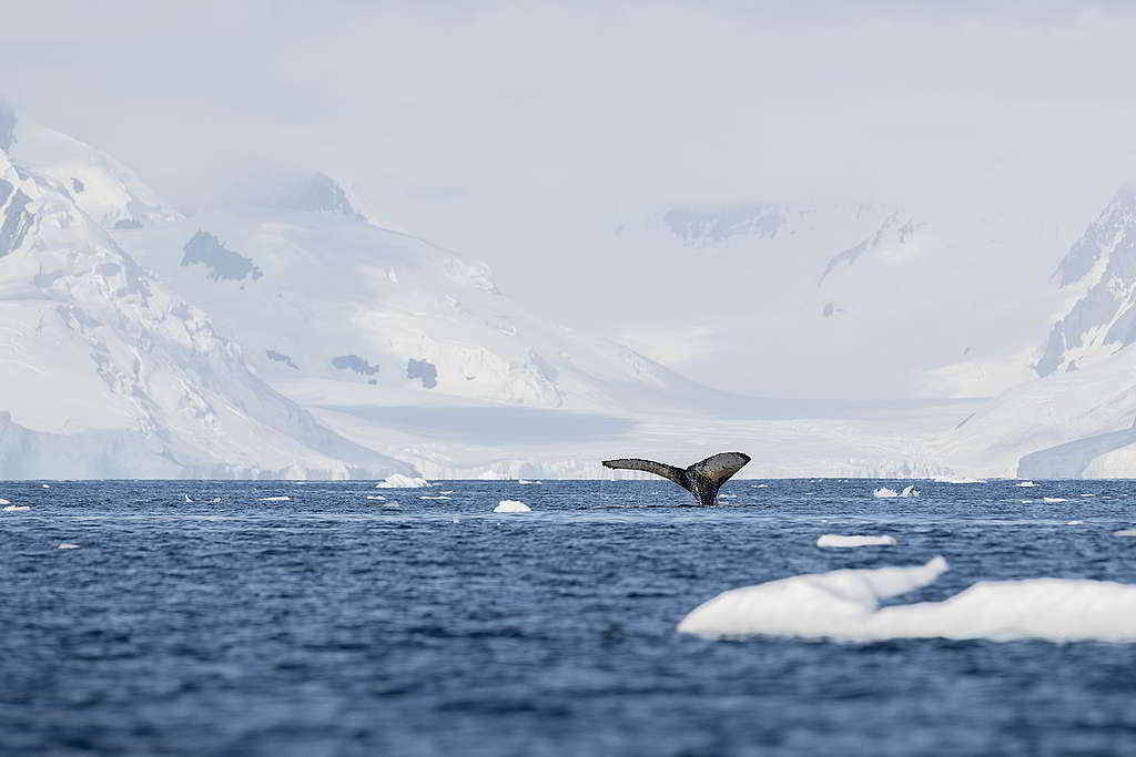2020年，綠色和平於南極展開多項科研工作，包括研究座頭鯨從繁殖地來回遷徙南極覓食的關聯與挑戰。自1986年實施商業捕鯨禁令，座頭鯨數量正在回升。 © Christian Åslund / Greenpeace