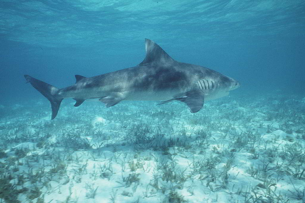 俗稱公牛鯊的低鰭真鯊，經常出沒於溫暖、沿岸的淺水及河流區域，令牠們不時成為襲擊人類的事件主角。 © Doug Perrine / Greenpeace