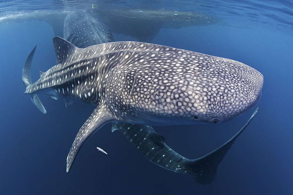 鯨鯊是世界上最大型的魚類，也是相當親近人類的一種鯊魚。 © Paul Hilton / Greenpeace