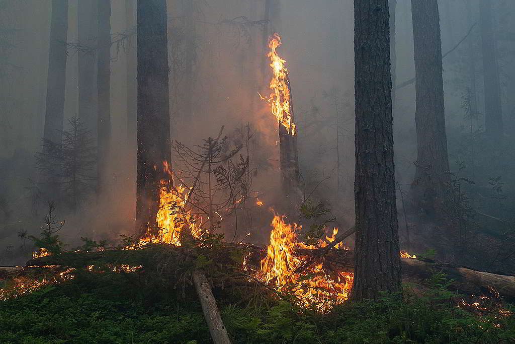 乾旱環境與極端天氣，燒滾了俄羅斯烏拉爾山這片北方針葉林帶。