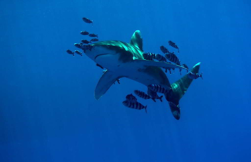 身為獵捕高手的鯊魚，有效維持海洋物種之間的數量平衡。 © Axel Heimken / Greenpeace