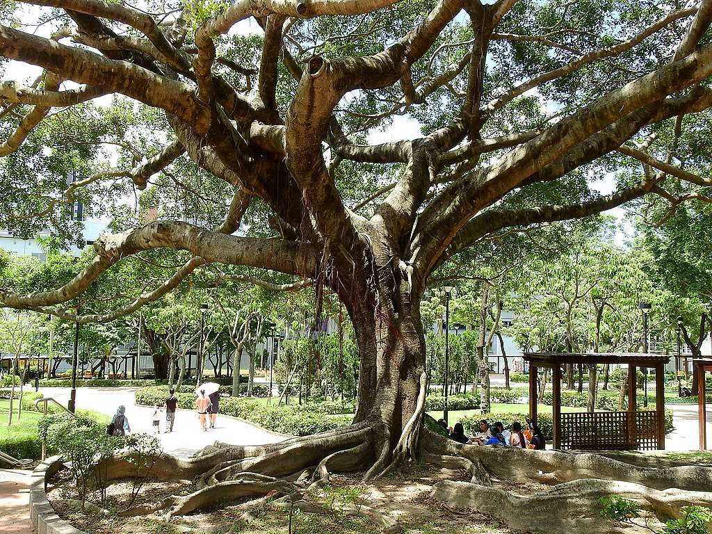 九龍寨城公園這棵細葉榕，樹有足夠的空間伸展，不僅提供寬大的樹蔭，本身就是大自然的藝術品。© helen yip