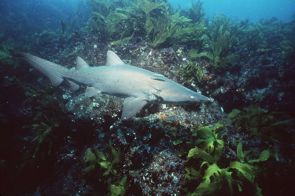 攻擊性強的沙虎鯊，是少數在幼鯊時期便會於子宮中互相捕食，以誕生最優秀獵食者的物種。 © Doug Perrine / Greenpeace