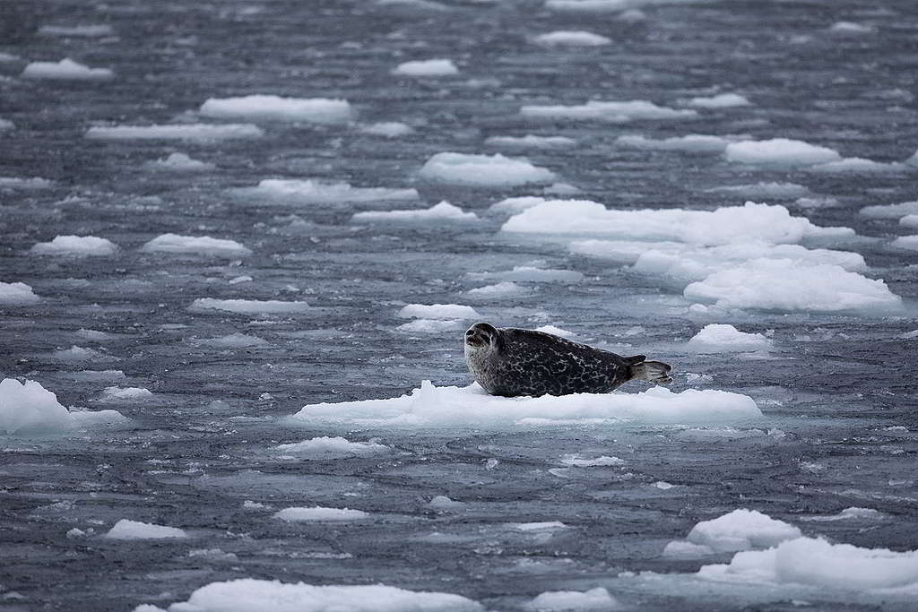 環斑海豹（ringed seal）極度仰賴海冰作息與覓食，如今要覓得安樂窩並不容易。 © Daniella Zalcman / Greenpeace