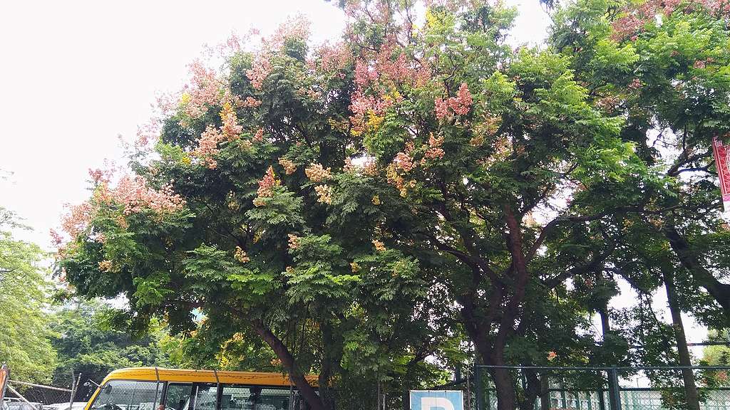 10月的複羽葉欒樹，滿樹色彩。© helen yip