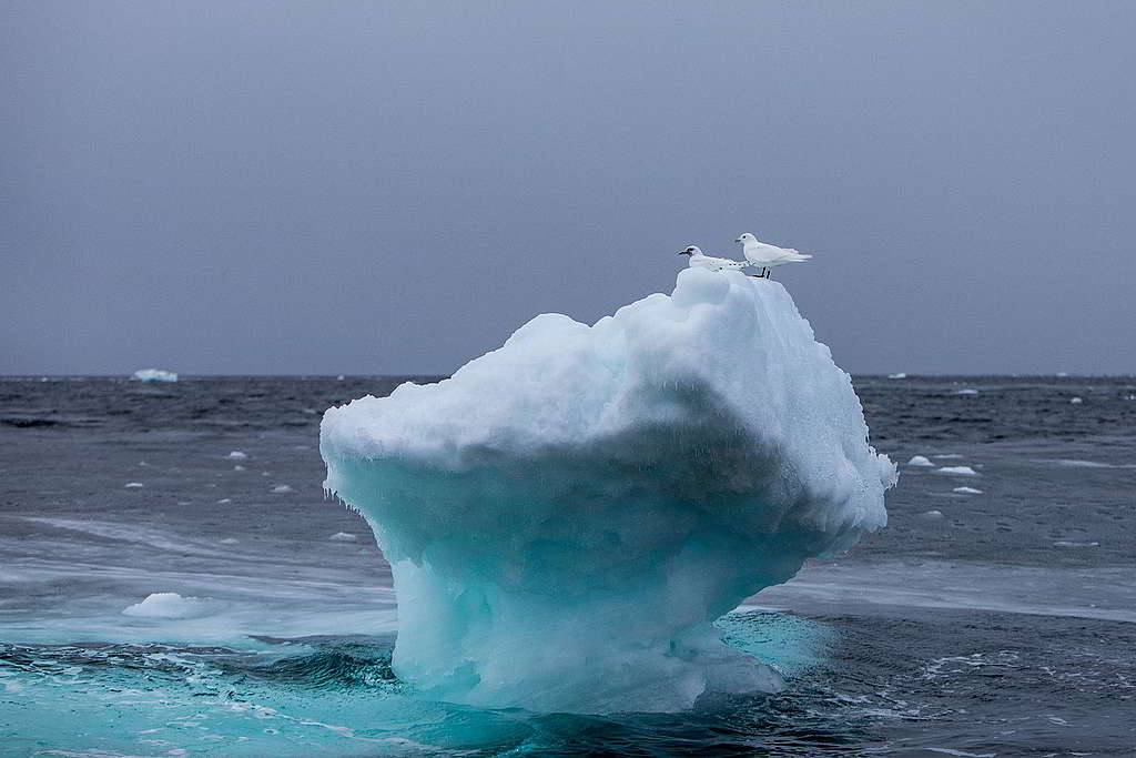 一雙白鷗（ivory gull）在格陵蘭對開海岸的冰塊稍事休息，然後繼續踏上征途。 © Daniella Zalcman / Greenpeace