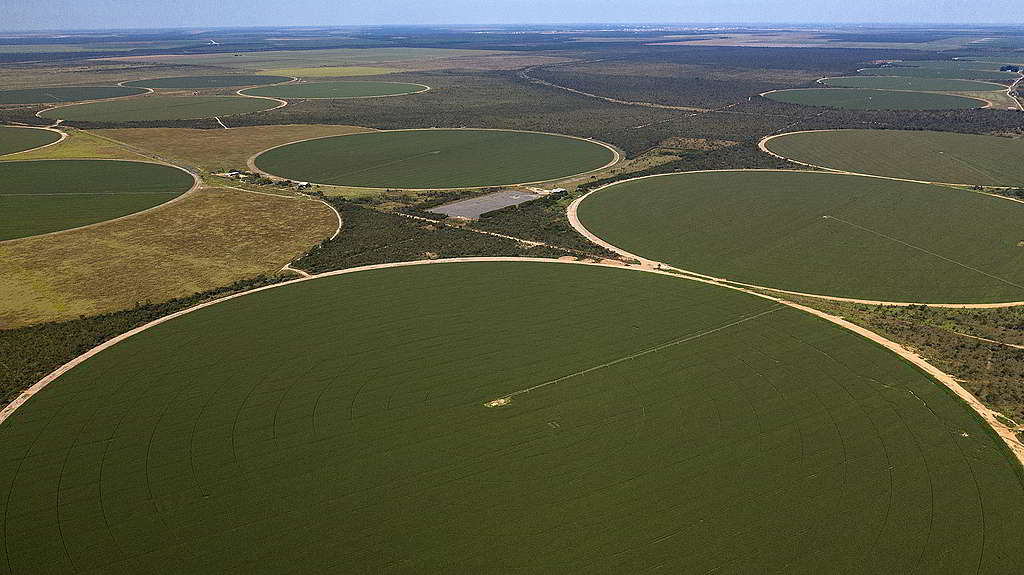 塞拉多大豆種植園的中央灌溉系統，固然有助刺激產量，卻嚴重損耗當地珍貴水資源。 © Marizilda Cruppe / Greenpeace