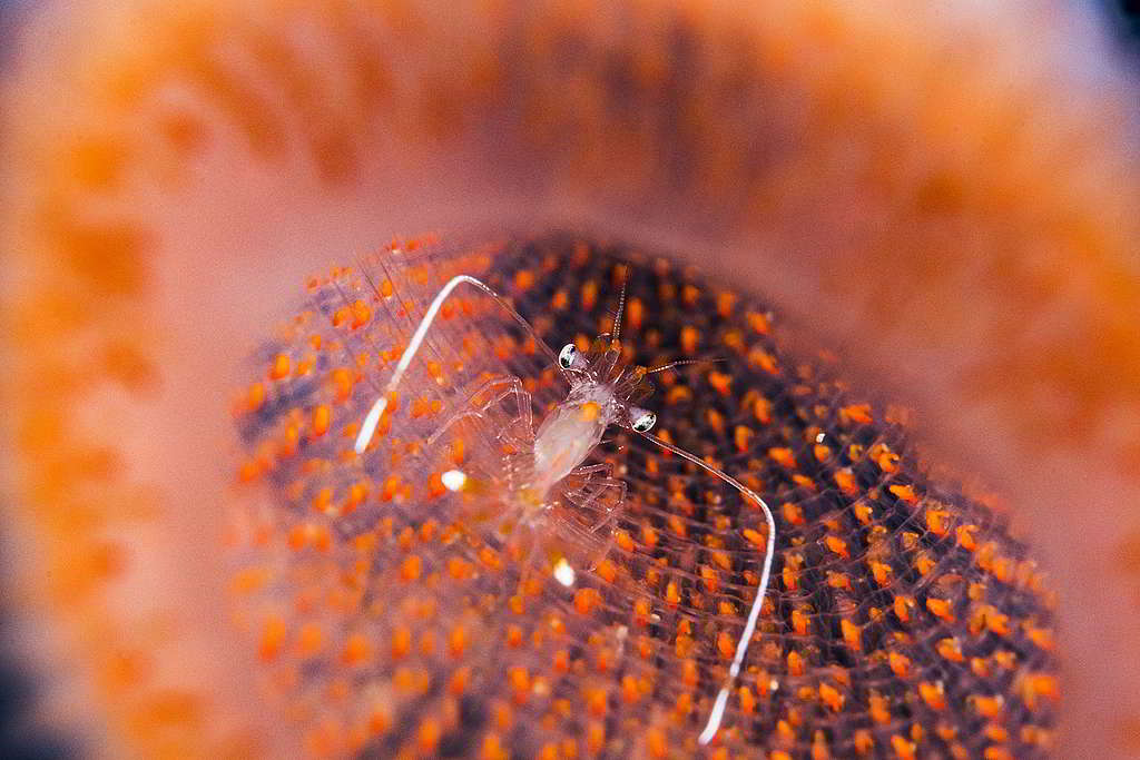 馬尾藻海，一隻蝦待在活海綿內。 © Shane Gross / Greenpeace