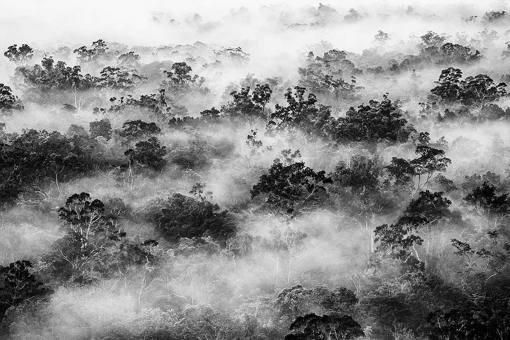 印尼巴布亞擁有豐盛的文化和生態多元性；圖為南巴布亞迪古爾河的原始森林上的霧景。 © Ulet Ifansasti / Greenpeace