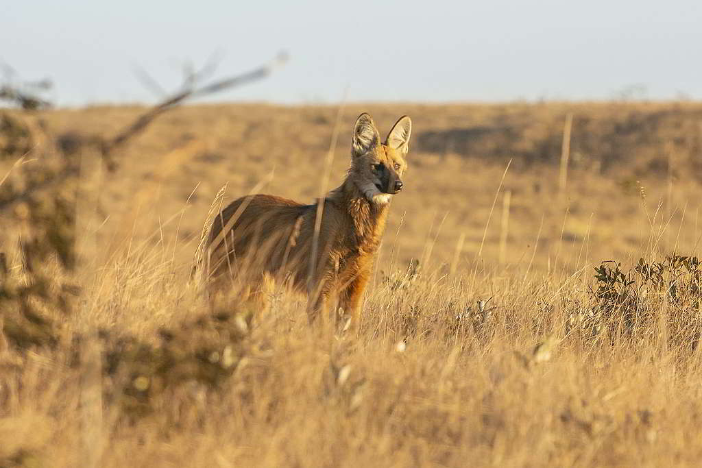 稀樹草原看似一片蠻荒，卻有鬃狼（maned wolf）等物種馳騁其中。 © Andre Dib