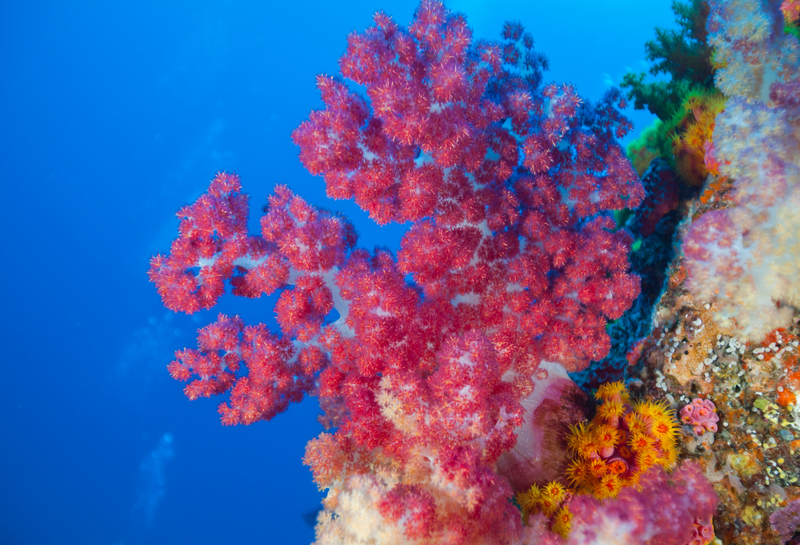 台灣綠島的紅珊瑚，色彩燦然。©PaulHilton / Greenpeace