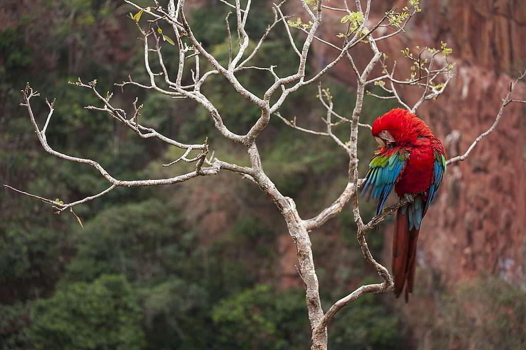 綠翅金剛鸚鵡（red-and-green macaw），可能是不少人眼中最「面善」的鸚鵡。 © Roberto Isotti / A.Cambone / Homo ambiens / Greenpeace
