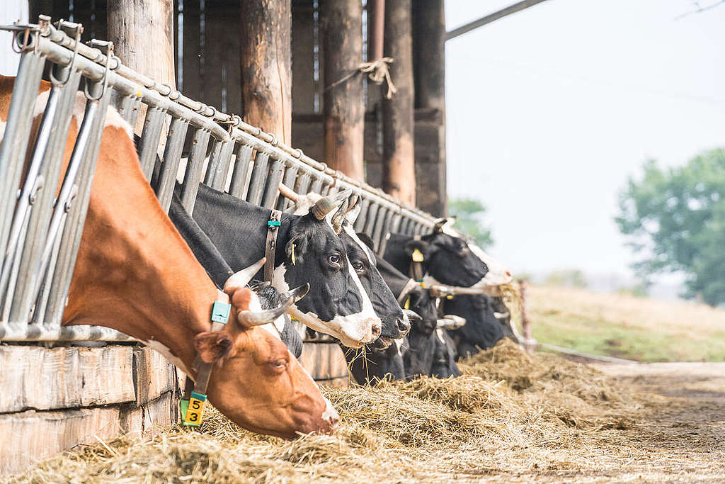 農場在飼養動物時往往會製造大量污染。© Bernd Lauter / Greenpeace