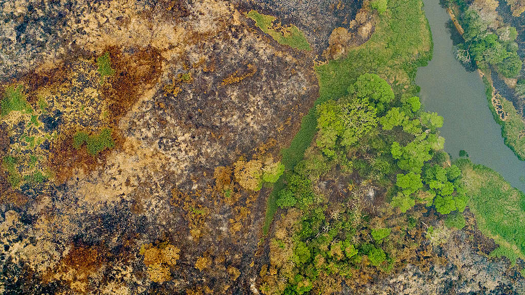 俯瞰潘塔納爾濕地，火舌吞噬與倖存之地形成強烈對比。 © Rogerio Florentino / Greenpeace