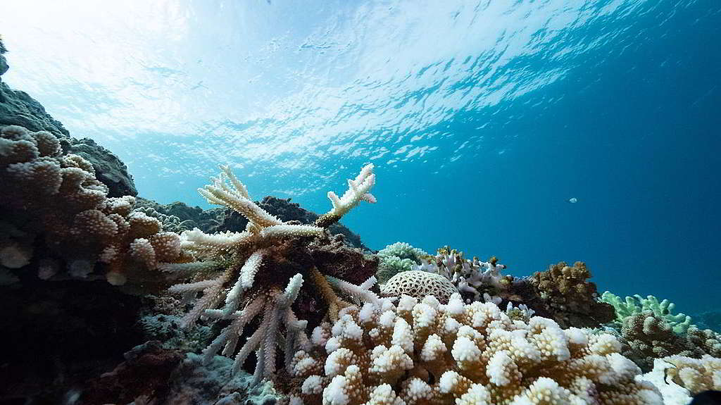 綠色和平今年8月記錄台南墾丁3個潛水地點的珊瑚白化現象，其中海洋溫度最高可達31°C。© Lion Yang / Greenpeace