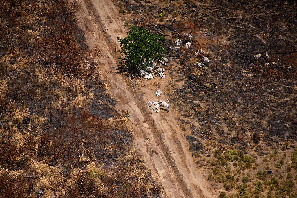 位於巴西亞馬遜帕拉州（Pará）的Fazenda Bacuri農場，年前涉及毀林遭罰款200萬雷亞爾，2019年8月農場内禁制地區再發現非法火場。此農場的牛隻，至少在2020年4月之前，有供應給JBS位於Marabá的屠宰場。2020年8月，即使在官方禁火令下，依然在禁制範圍有火災熱點的紀錄。© Christian Braga / Greenpeace