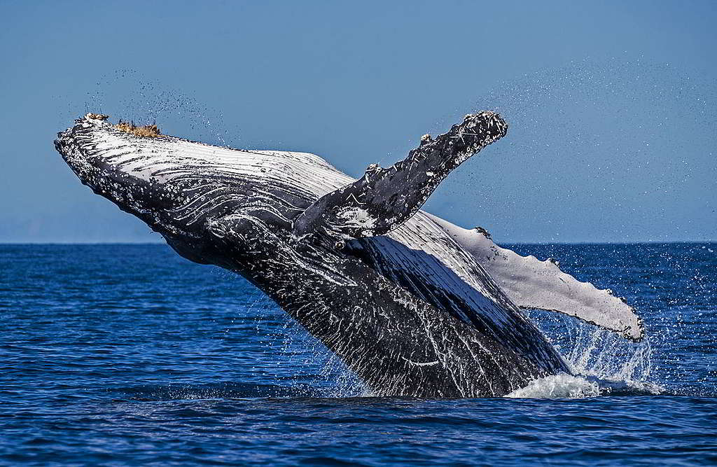 經過70年不懈努力的保育工作，座頭鯨由上世紀中經歷濫捕下僅剩450隻，回升至現今約25,000隻，足見海洋生命力仍充滿希望。 © Paul Hilton / Greenpeace