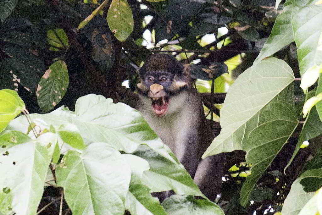 剛果盆地雨林沼澤地，也是紅尾猴（Red-tailed Monkey）的重要棲息地。© Daniel Beltrá / Greenpeace
