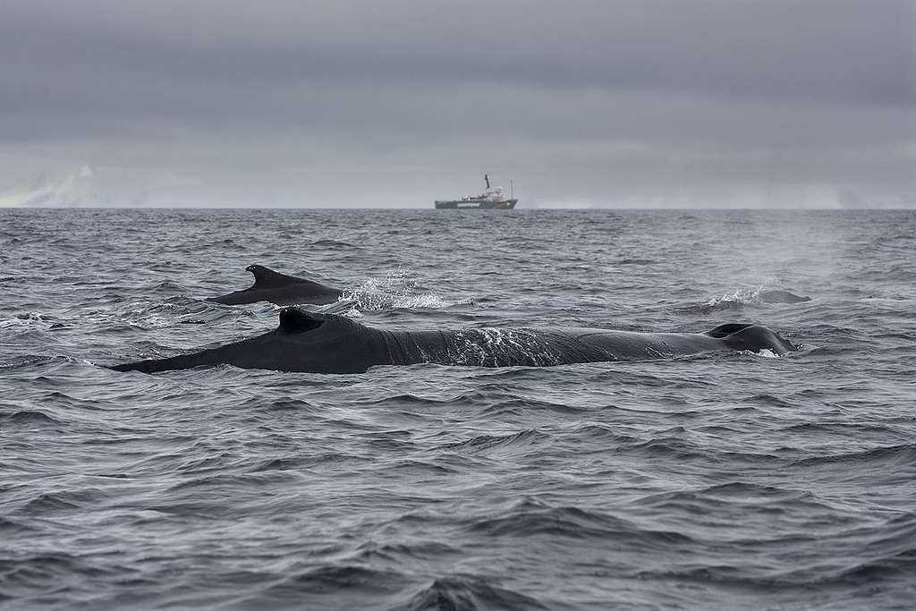 綠色和平船艦早前巡航南極，考察在南極傑拉許海峽（Gerlache Strait）覓食的座頭鯨生態。 © Abbie Trayler-Smith / Greenpeace