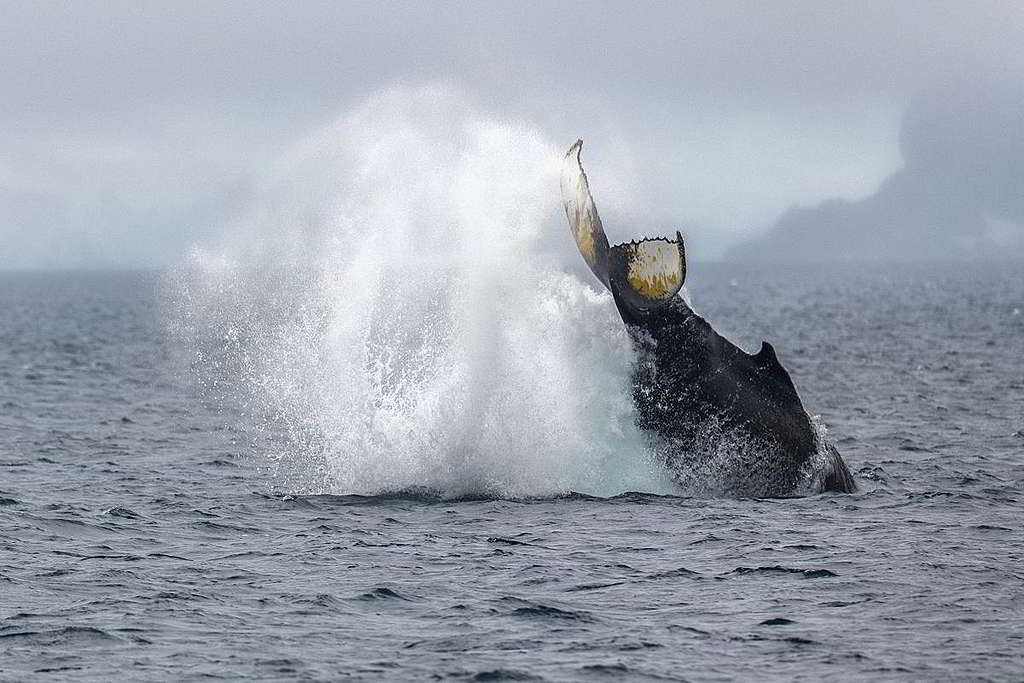 一隻座頭鯨在南極帕默群島（Palmer Archipelago）覓食時躍出水面，水花四濺。© Christian Åslund / Greenpeace