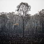放生毀林企業？印尼新法例恐引爆環境危機