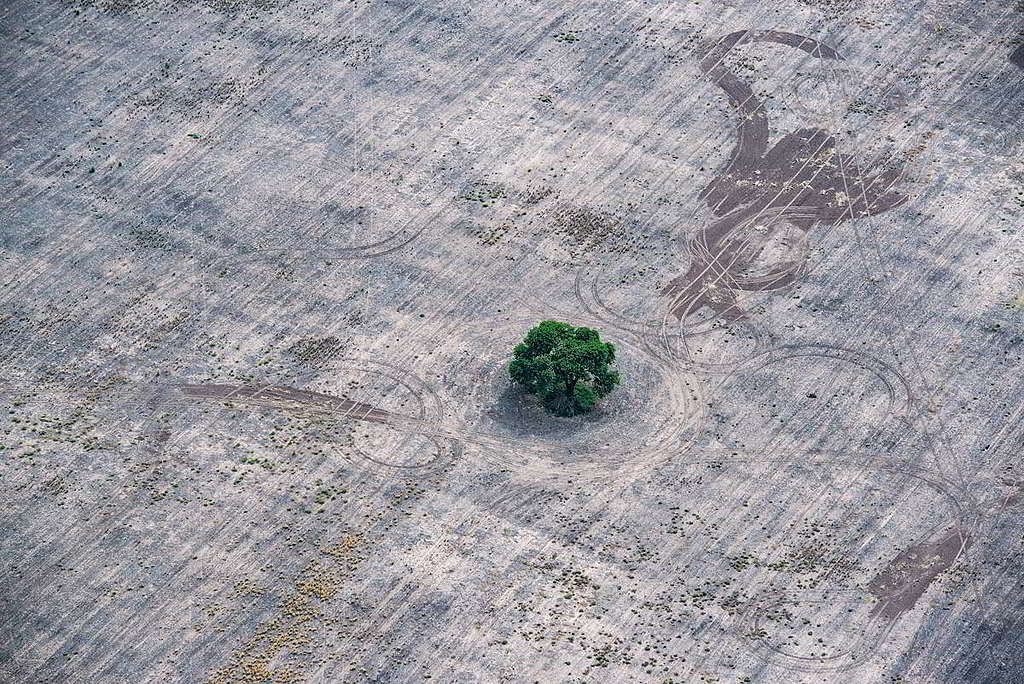 這棵樹木淪為「釘子戶」，彷彿顯現了大查科森林的縮影。 © Martin Katz / Greenpeace