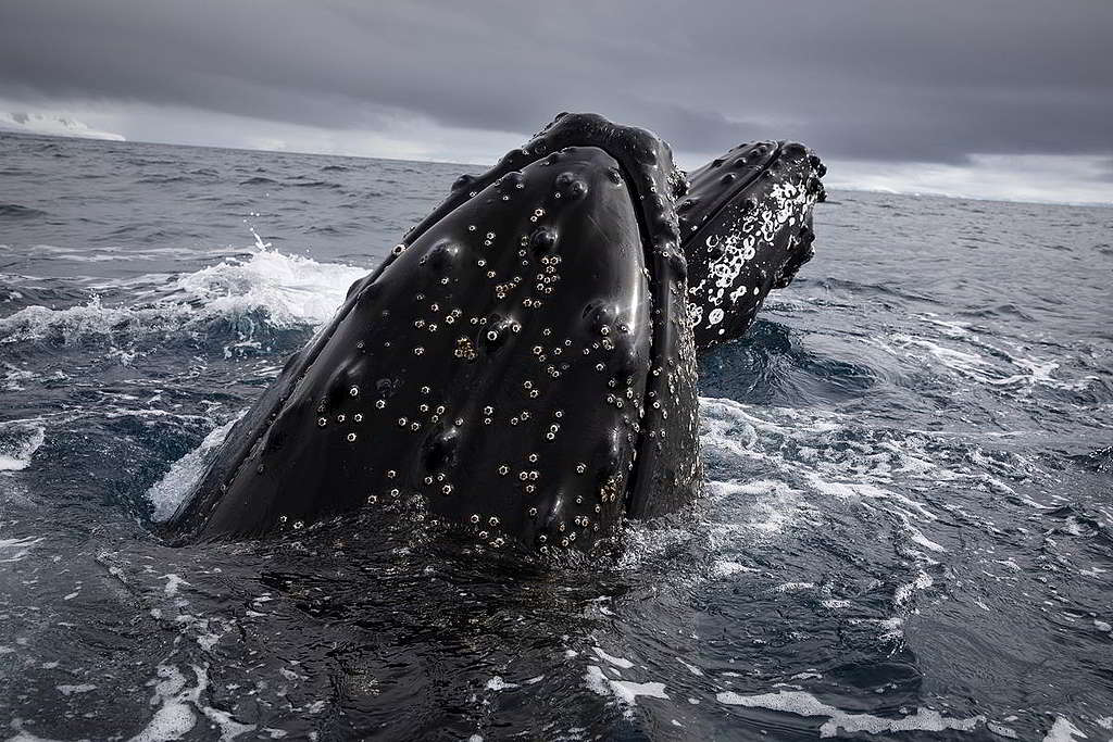 迫力驚人！綠色和平科研團隊觀測鯨魚時，兩隻座頭鯨靠近小艇。 © Abbie Trayler-Smith / Greenpeace