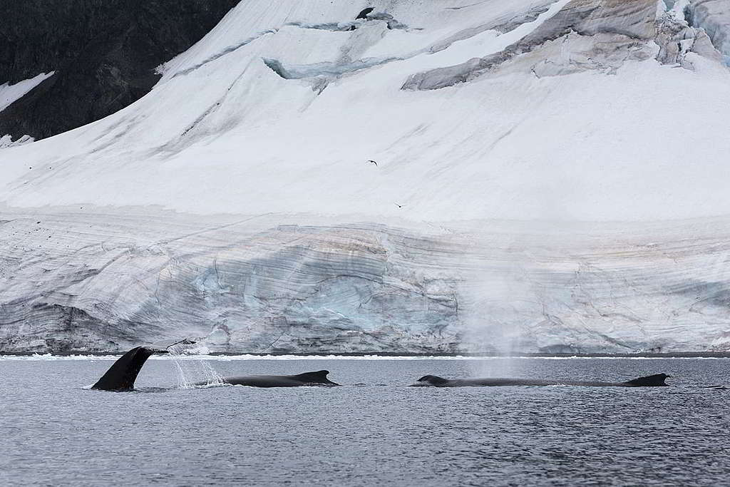 南極埃雷拉海峽（Errera Channel）的座頭鯨。因保育有成，南極座頭鯨數量逐漸回復。 © Abbie Trayler-Smith / Greenpeace