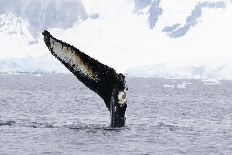 代號HW-MN1301140的座頭鯨尾鰭只剩下一半，懷疑因漁網纏繞而受損。